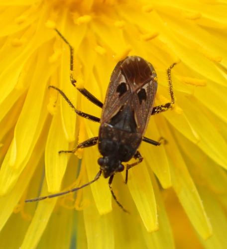 Rhyparochromus pini